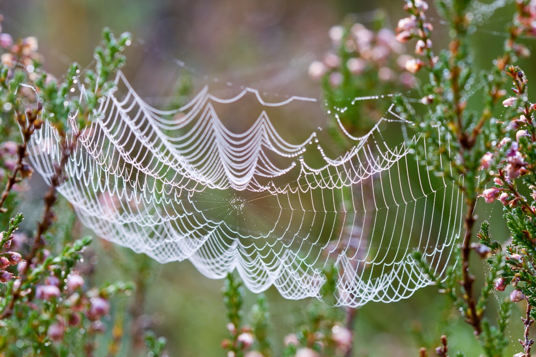 Photo Spider web